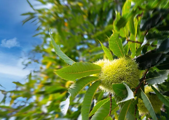 Casa Castanhas - Near Geres Брага